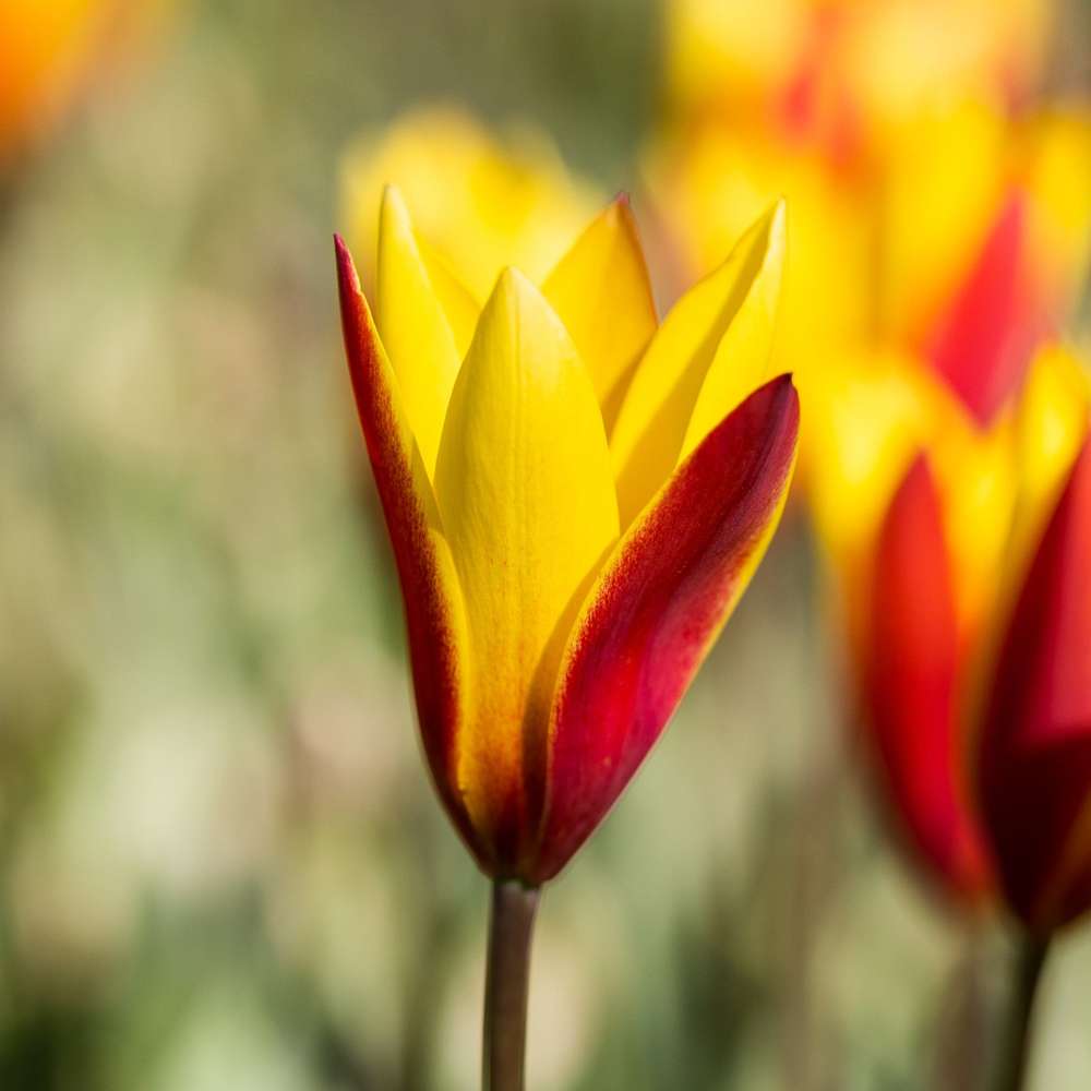 Botanisk Tulpan 'Tubergen´s Gem'